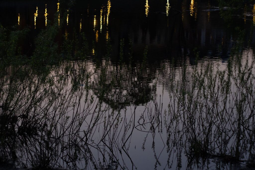 Serene view of shimmering lights reflecting on a lake during dusk surrounded by gentle reeds